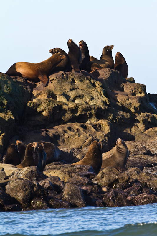 California Sea Lions